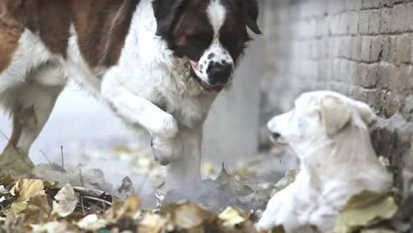 Bruno and Juliet review: An all-new take on puppy love