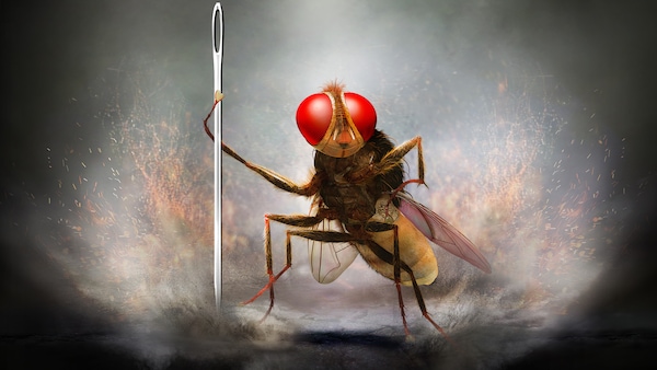 Eega, S.S. Rajamouli’s Finest Film, Turns 10