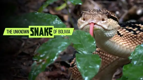 THE UNKNOWN SNAKE OF BOLIVIA