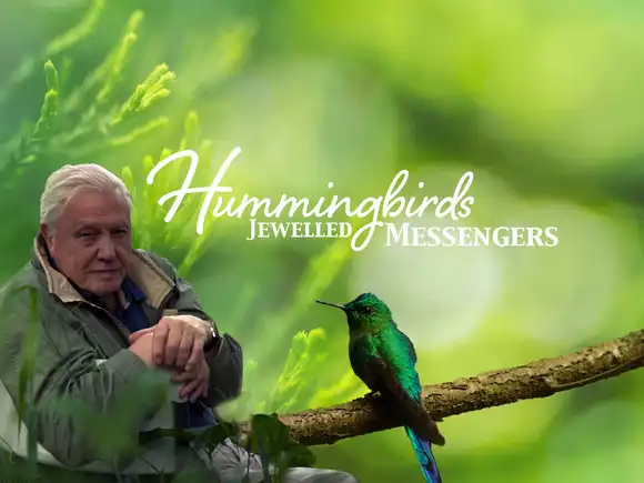 Hummingbirds:  Jewelled Messengers