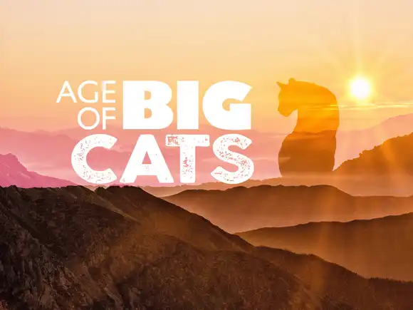 Age Of Big Cats