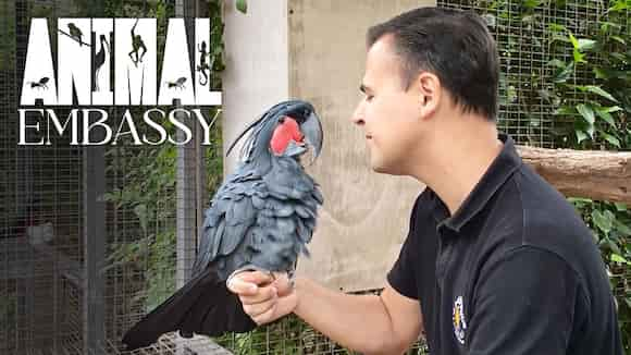 Animal Embassy