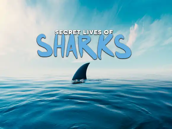 Secret Lives of Sharks