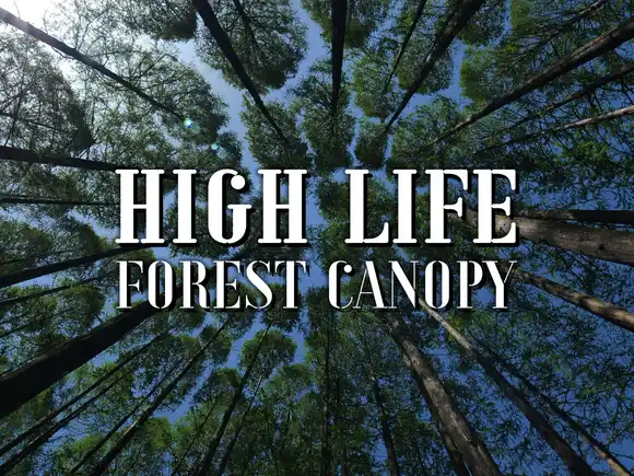 High Life: Forest Canopy