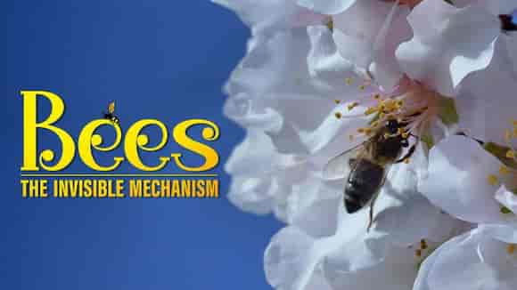 BEES THE INVISIBLE MECHANISM