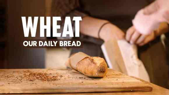 WHEAT OUR DAILY BREAD