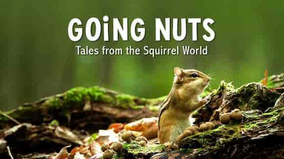 GOiNG NUTS Tales from the Squirrel World