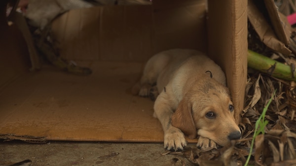 Meet Charlie, Dharma's guardian angel