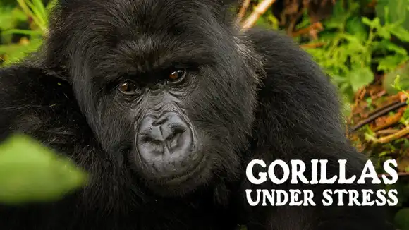 Gorillas Under Stress