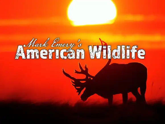 Mark Emery's American Wildlife