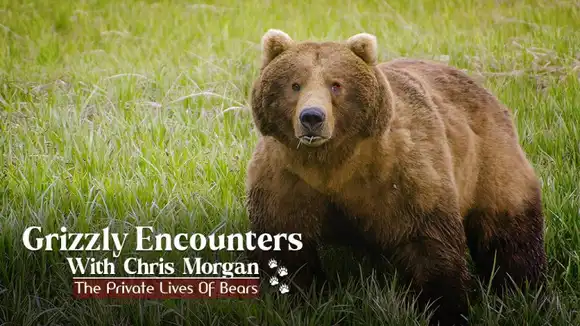 Grizzly Encounters With Chris Morgan: The Private Life Of Bears