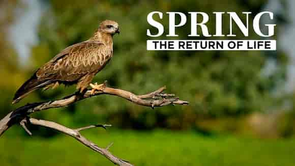 Spring, The Return of Life