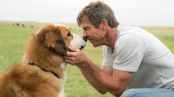 5 years of A Dog's Purpose: A beautiful film, starring Dennis Quaid-Josh Gad, ruined by controversies about animal cruelty