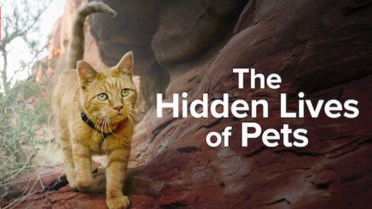 The Hidden Lives of Pets Review: An informative and interesting show on pets and their traits, narrated by Hugh Bonneville