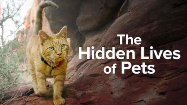 The Hidden Lives of Pets Review: An informative and interesting show on animals and their inherent traits, narrated by Hugh Bonneville