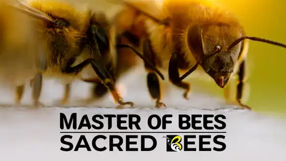 Master of Bees: Sacred Bees
