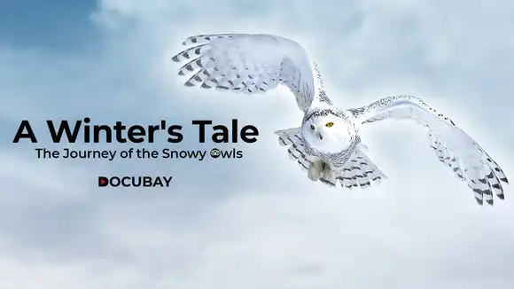 A Winter's Tale - The Journey of the Snowy Owls