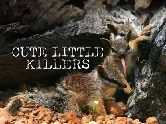 Cute Little Killers