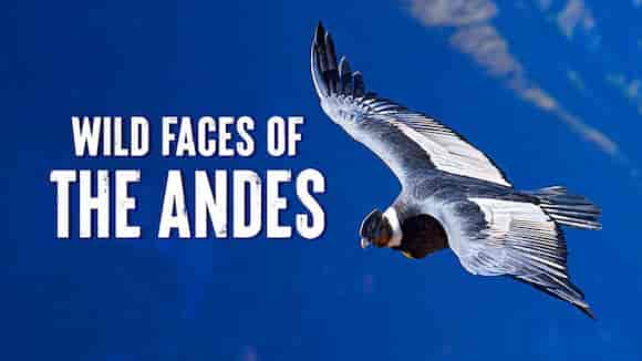 Wild Faces of the Andes