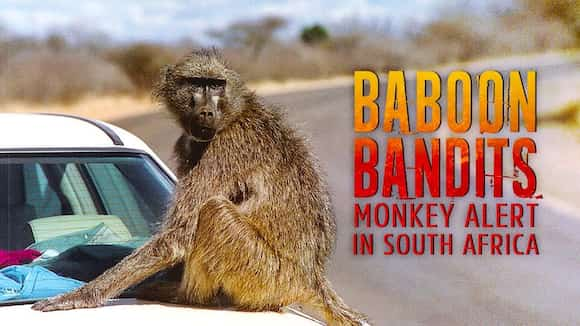 Baboon Bandits: Monkey Alert in South Africa