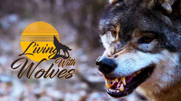 Living with Wolves