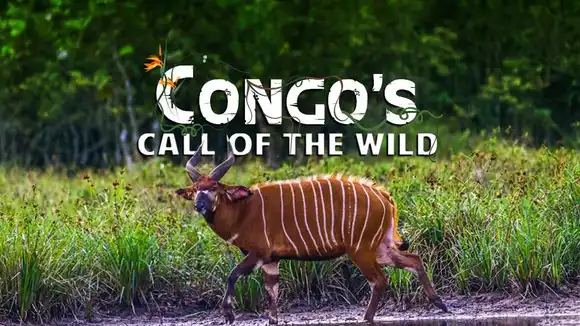 Congo's Call Of The Wild