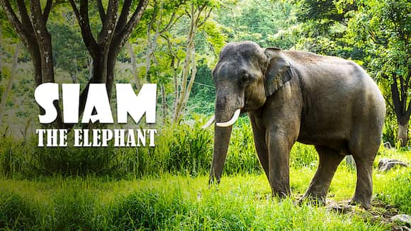 Siam, The Elephant