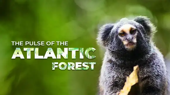 The Pulse of the Atlantic Forest