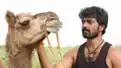 Bakrid OTT release date - When and where to watch Kannada-dubbed version of 2019 tale of a camel's journey home