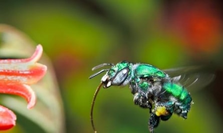 This bee was named after which among the iconic catchphrases from the world of sitcoms?