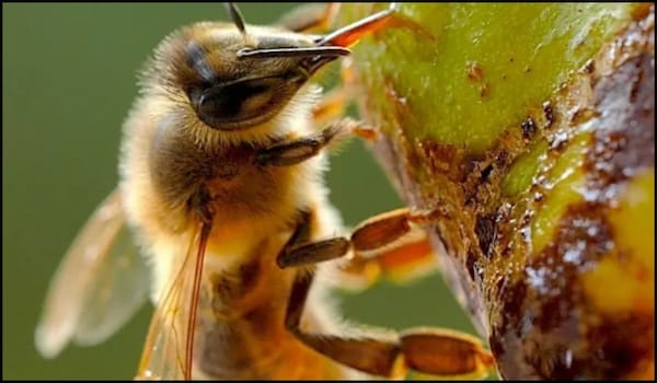 Bees The Invisible Mechanism OTT release date – Here’s when to watch Rubén Casas Oché’s gripping docufilm on honey pollinators