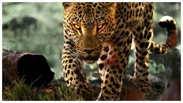 Living with Leopards review: This nature documentary stunningly captures the journey of wild cubs