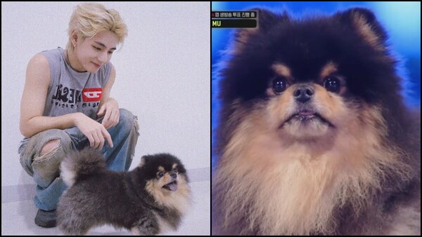 Pawfect TV debut? ARMY's hilariously call BTS V's dog Yeontan 'nepo baby'