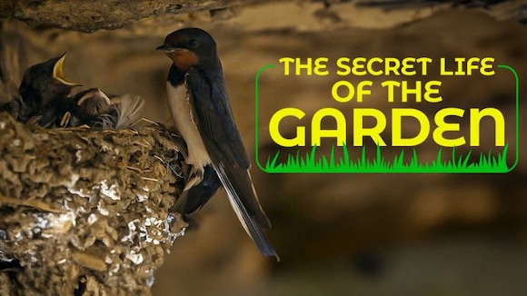 The Secret Life of the Garden