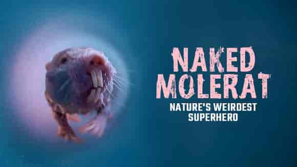 NAKED MOLERAT: Nature's Weirdest Superhero