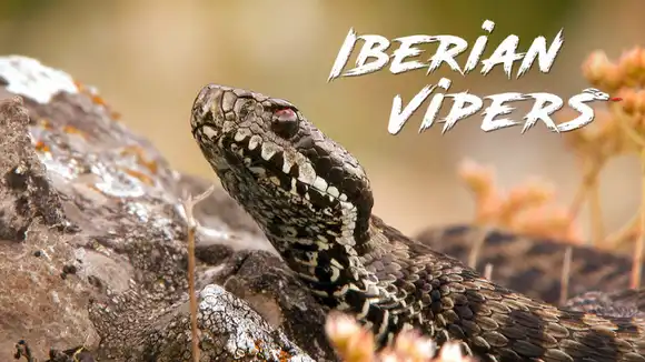 Iberian Vipers