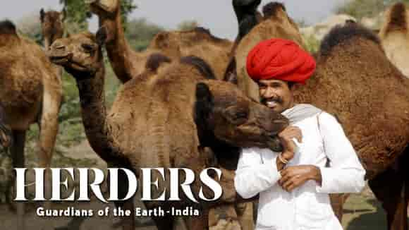 Herders: Guardians Of The Earth- The Camel Herders Of Rajasthan