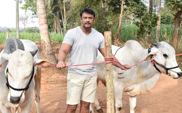 Darshan at his farm in Mysuru