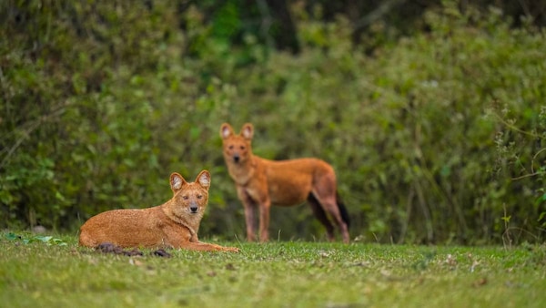 Dholes (Cuon alpinus) are known for their complex social structure and coordinated hunts. Labeled as vermin during the colonial era, their population took years to recover. Today, they remain vital to the ecosystem. Photo courtesy Rohan Mathias via Felis Images