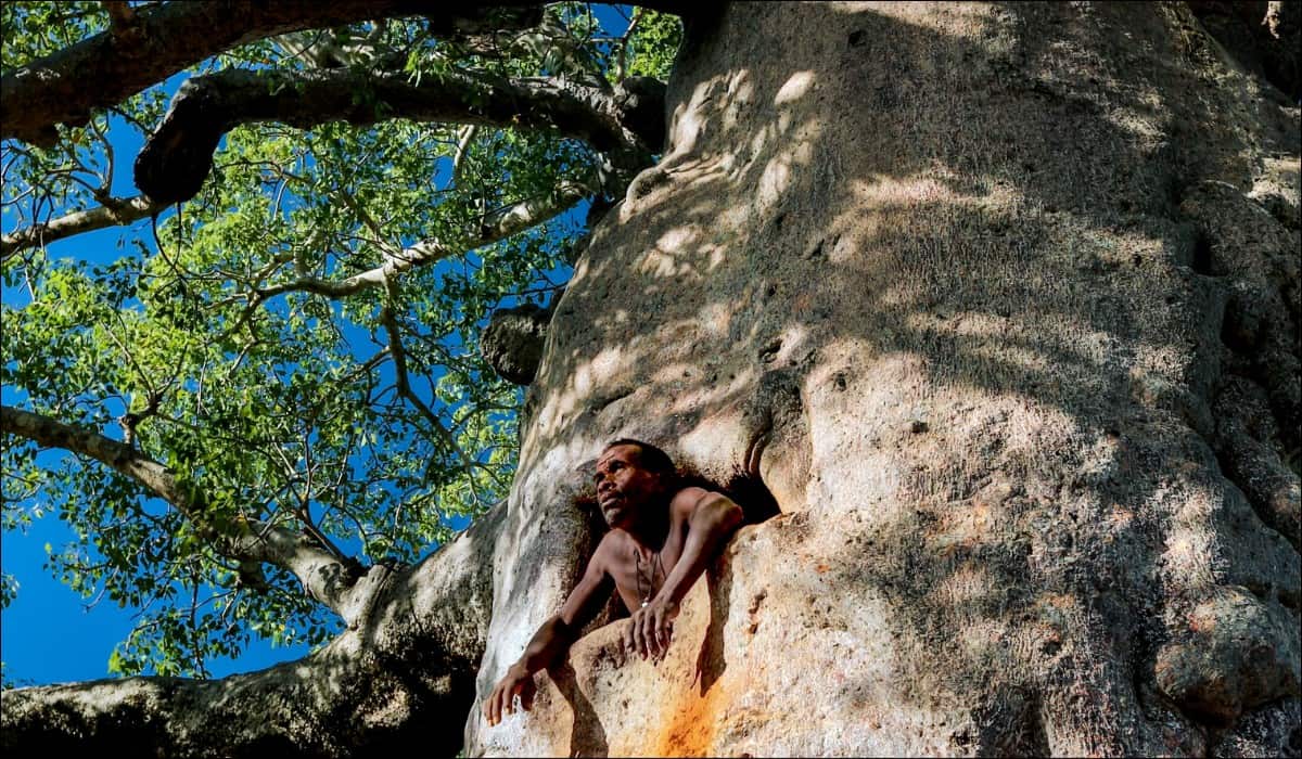 5 reasons to not miss Mamody – The Last Baobab Digger social documentary on Docubay