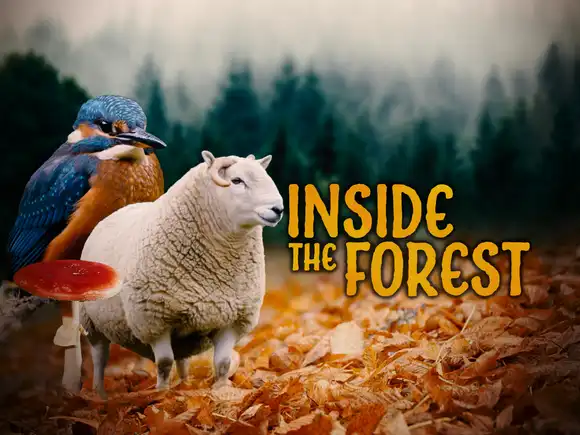 Inside the Forest: Seasons of Wonder