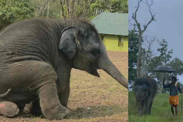 The Elephant Whisperers trailer: Witness the incredible true story of an orphaned baby elephant and his human foster parents