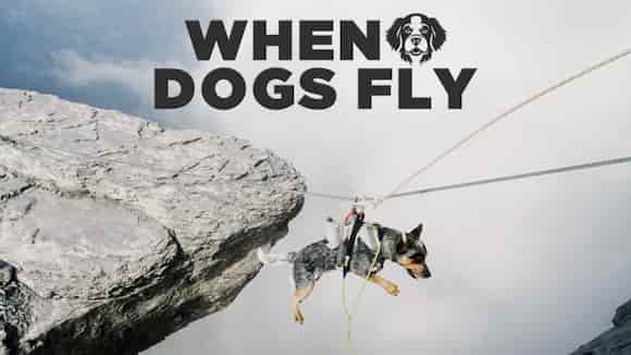 When Dogs Fly