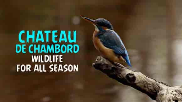 CHATEAU DE CHAMBORD WILDLIFE FOR ALL SEASON