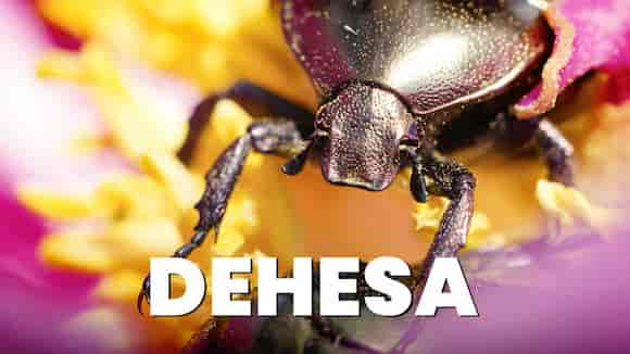 DEHESA