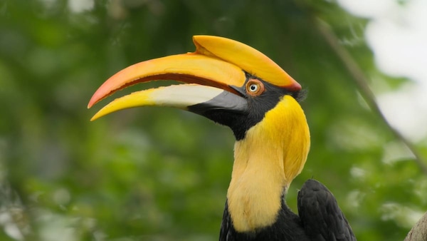 Great Hornbill. Photo courtesy Sandesh Kadur via Felis Images