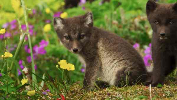 Wild Babies review: Helena Bonham Carter turns narrator for the cutest, most heart-warming nature doc