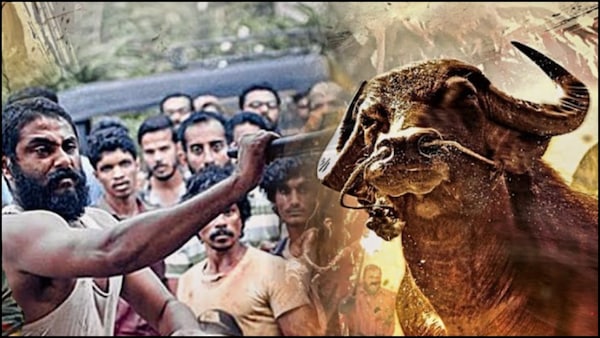 Jallikattu