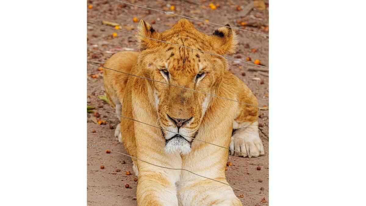 Check out this quiz on Vijay Deverakonda