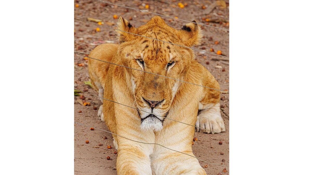 This image hints at the title of which film starring Vijay Devarakonda.